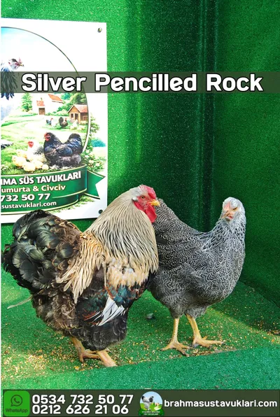 Silver Pencilled Wyandotte Kuluçkalık Yumurta