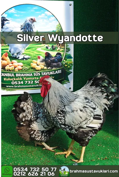 SİLVER WYANDOTTE KULUÇKALIK YUMURTA