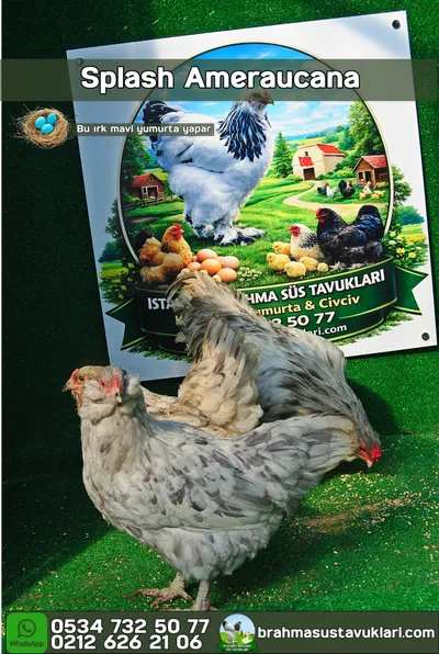 Splash Ameraucana Kuluçkalık Yumurta
