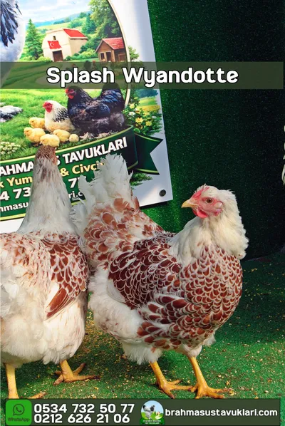 SPLASH WYANDOTTE KULUÇKALIK YUMURTA