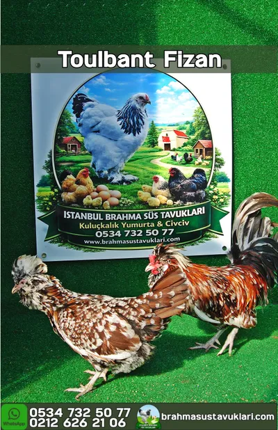 Toulbant Fizan Kuluçkalık Yumurta