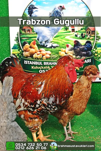 TRABZON GUGULLUSU KULUÇKALIK YUMURTA