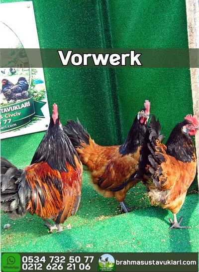 Vorwerk Kuluçkalık Yumurta