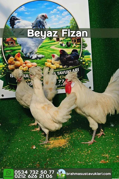 White Fizan Kuluçkalık Yumurta