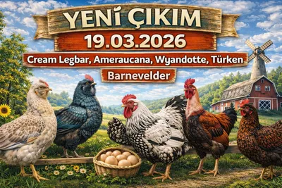 🐣 19.03.2026 Yeni Civciv Çıkımı